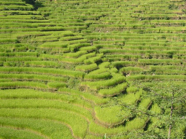 paysages de rizires  800m d'altitude