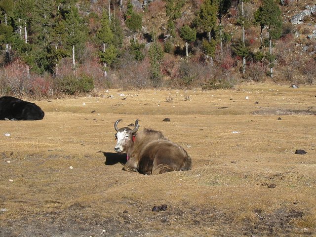 yaks