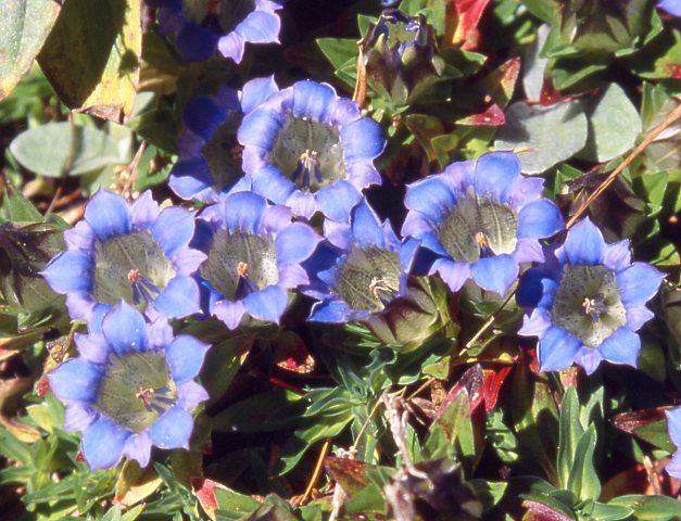 gentiane depressa